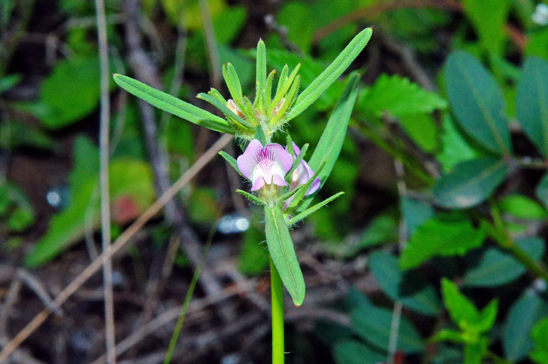 Misopates orontium